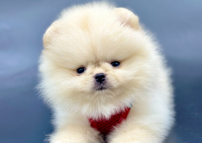 Gülen yüz pomeranian Boo